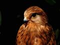Aigle 014